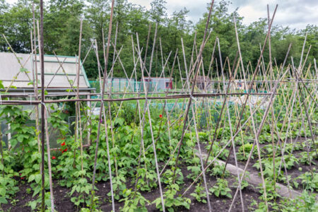 Vertical Gardening Tips Image